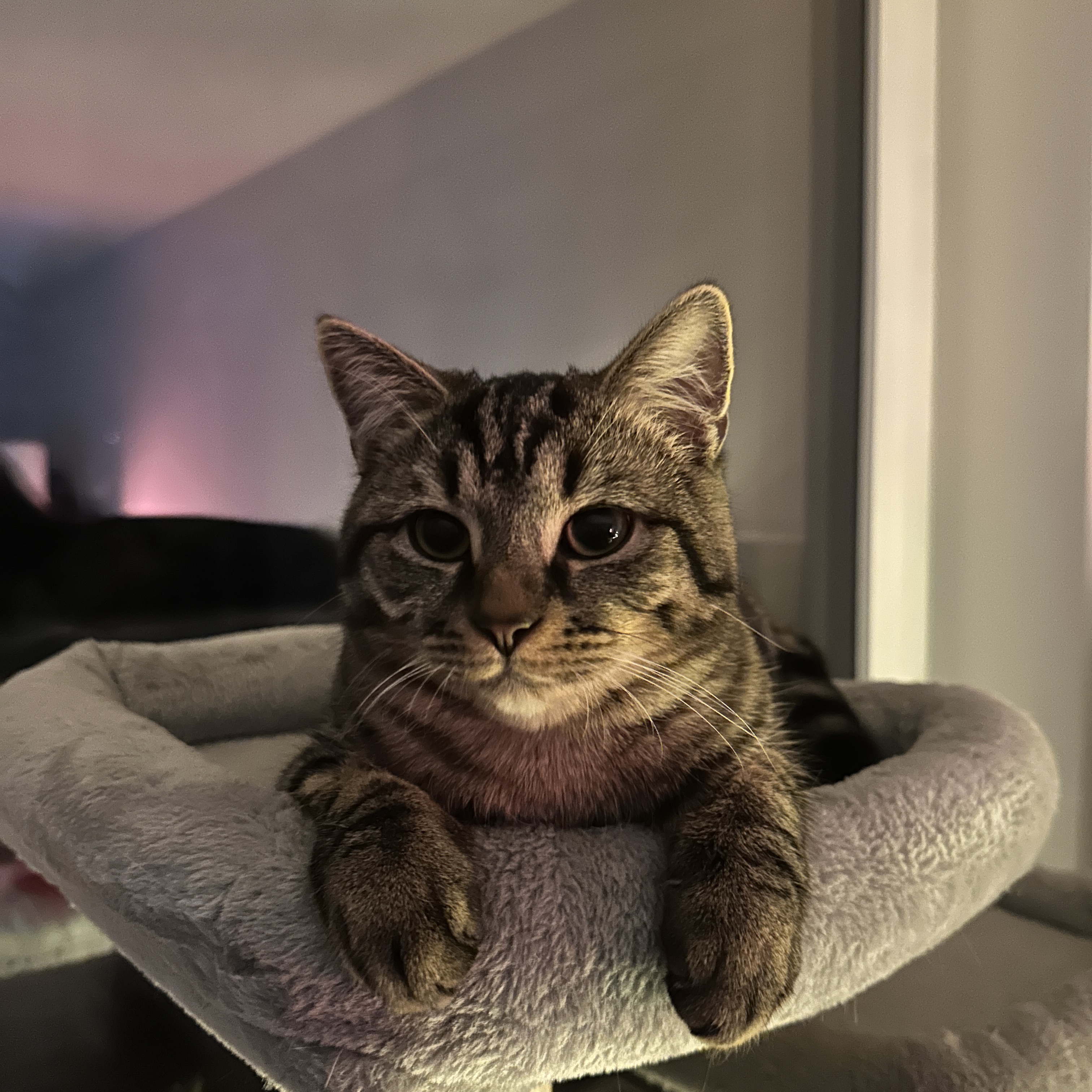 Tigre 