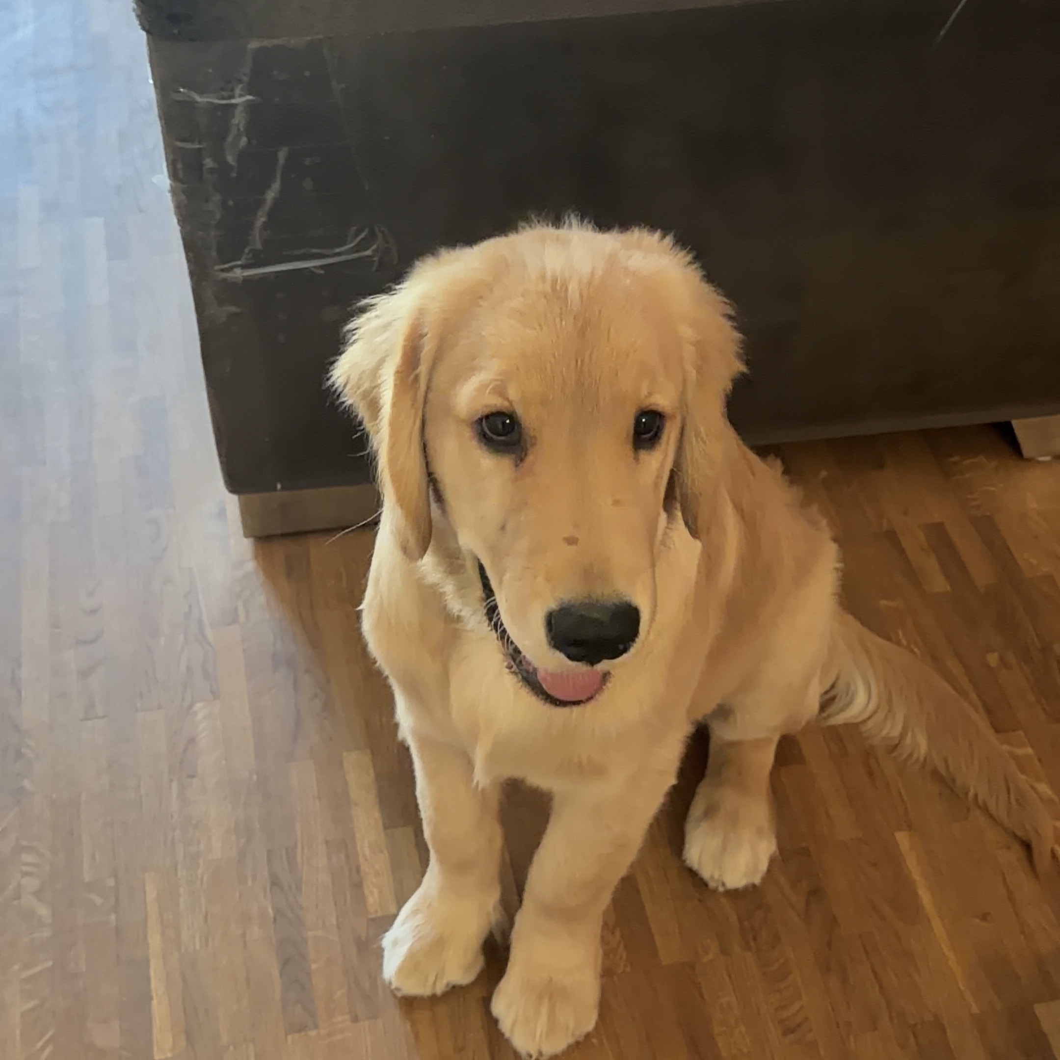 Biscuit 