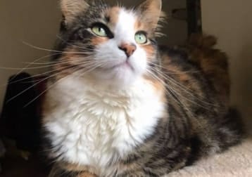 Pippa