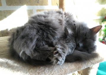 Lily