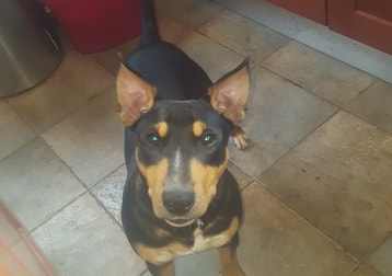 Hugo