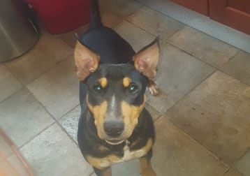 Hugo