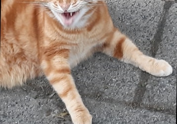 Kokolo