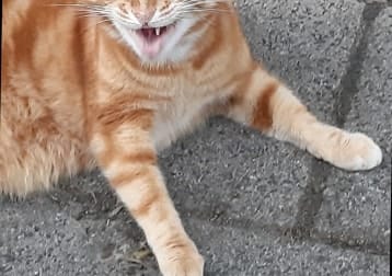 Kokolo