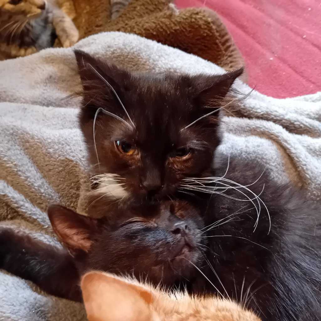 Kattenopvang voor vzw tKattenkompas