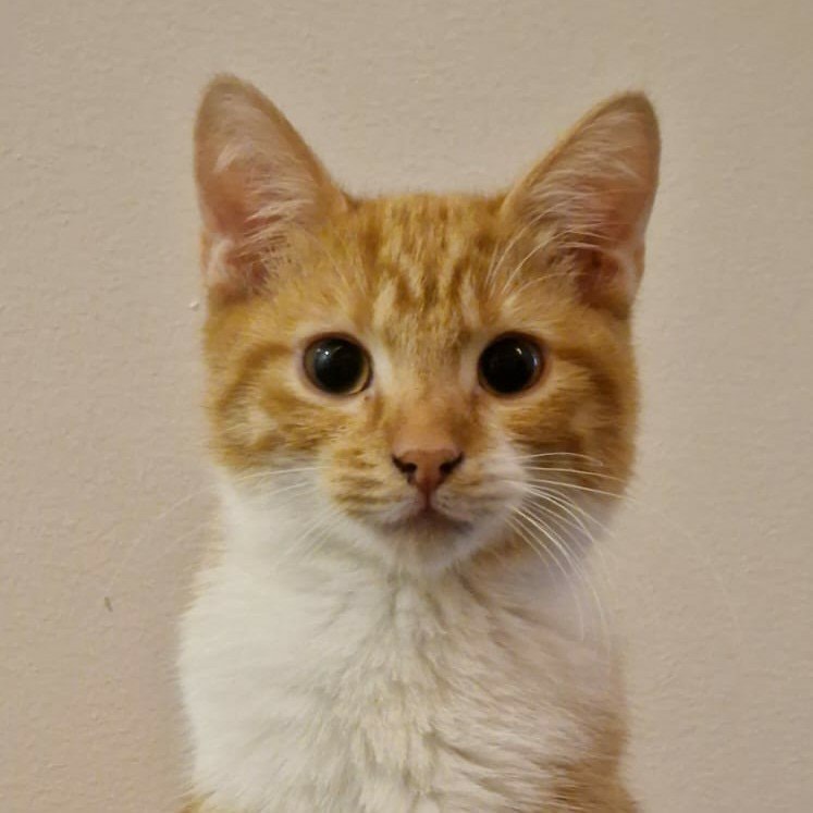 Oliver 