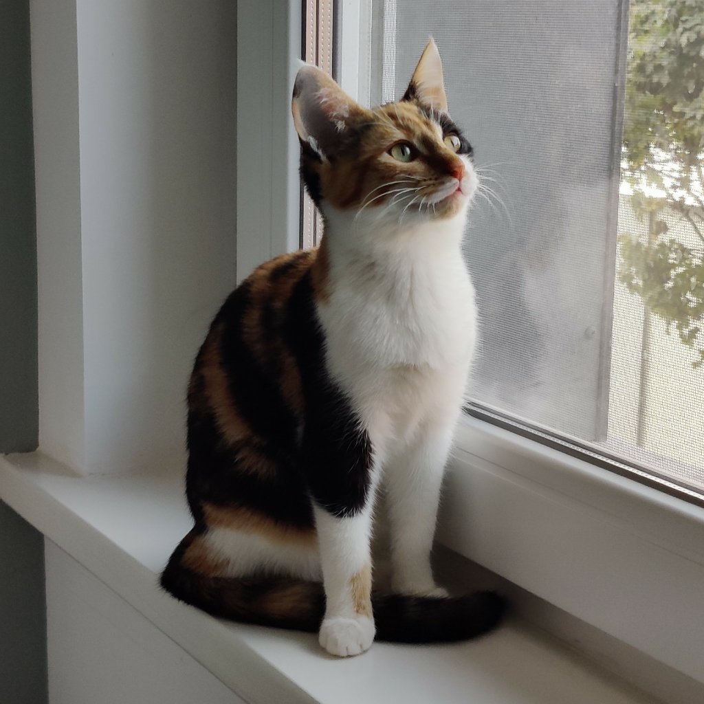 Luna