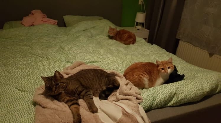 image-2