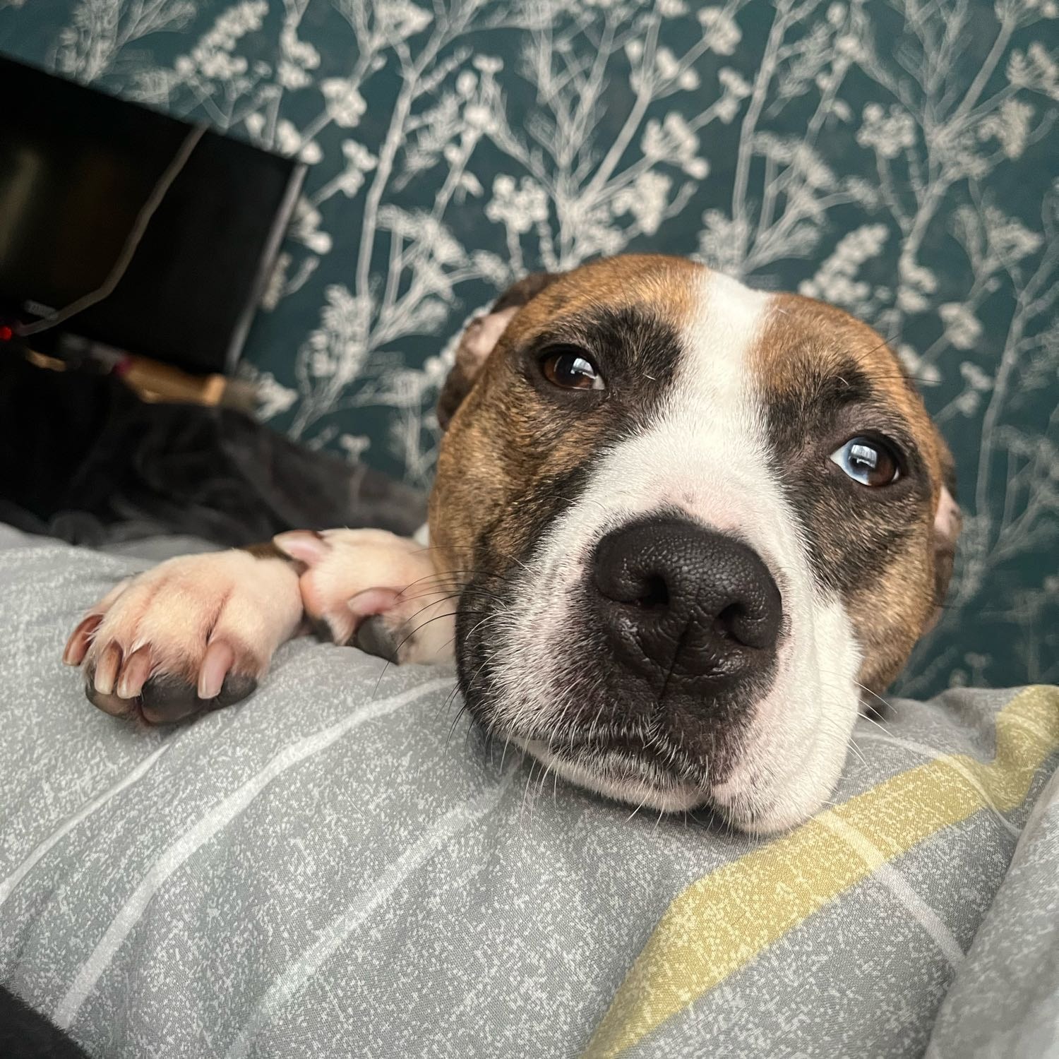 Luna