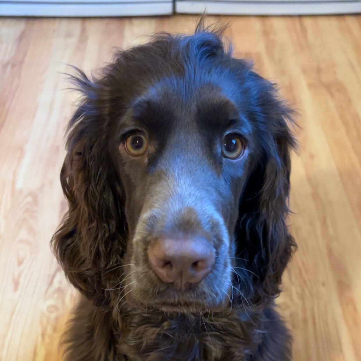 Hugo