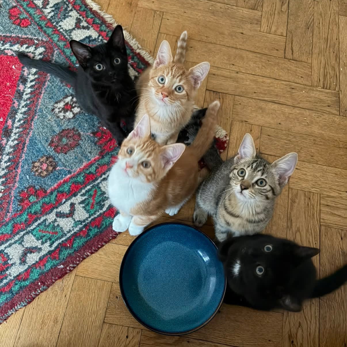 Vijf kittens