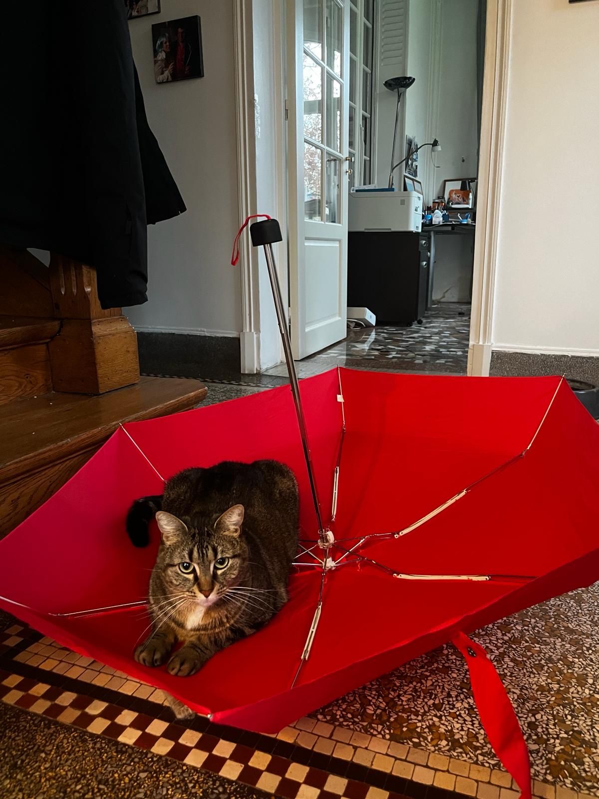image-7