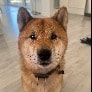 Kuma