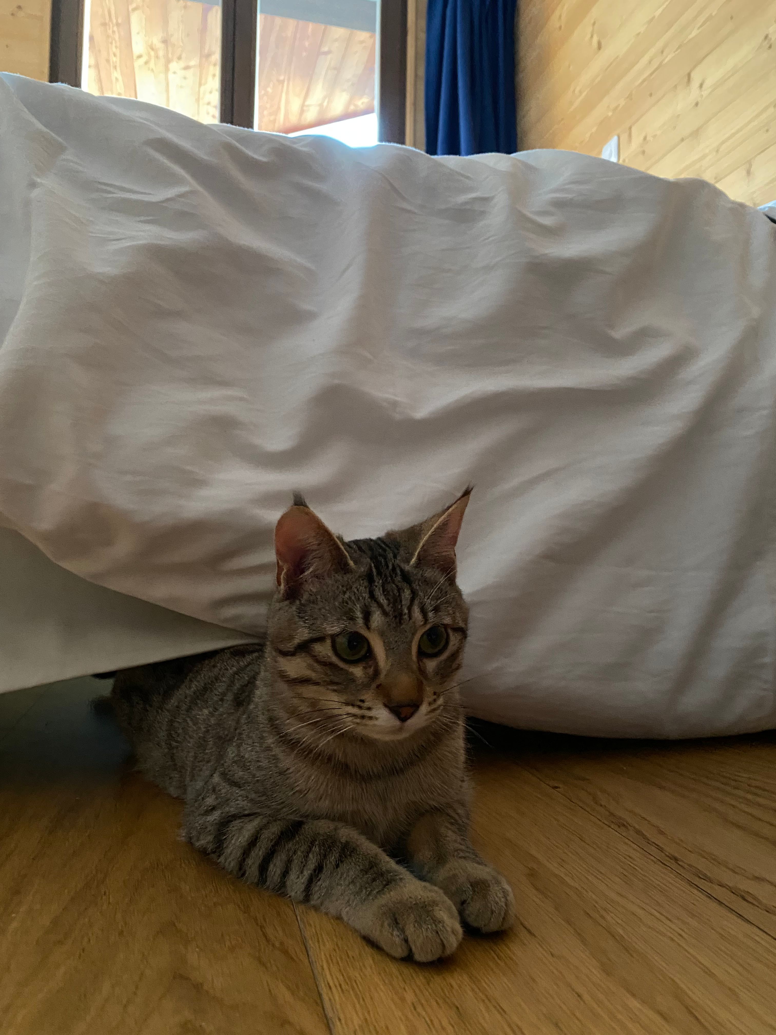 image-7