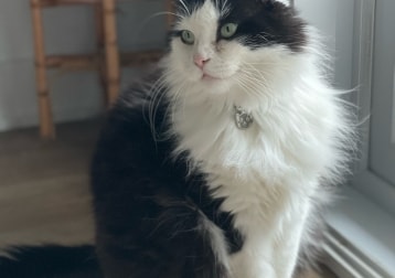 Oreo
