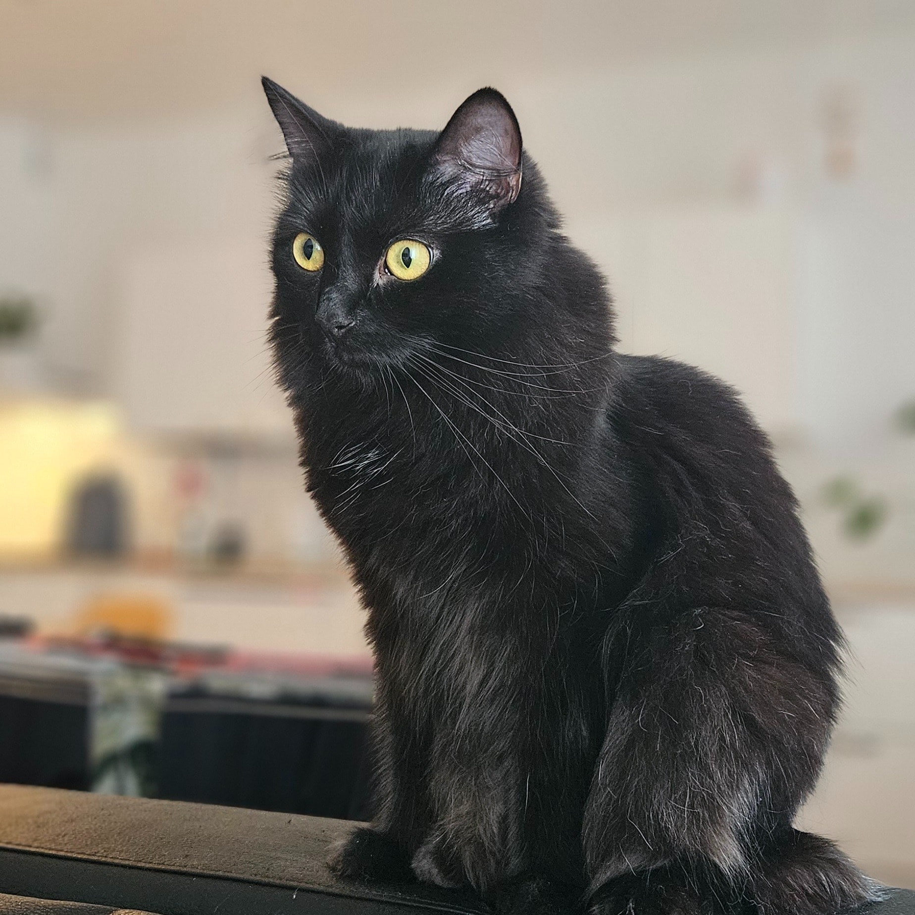 Laku