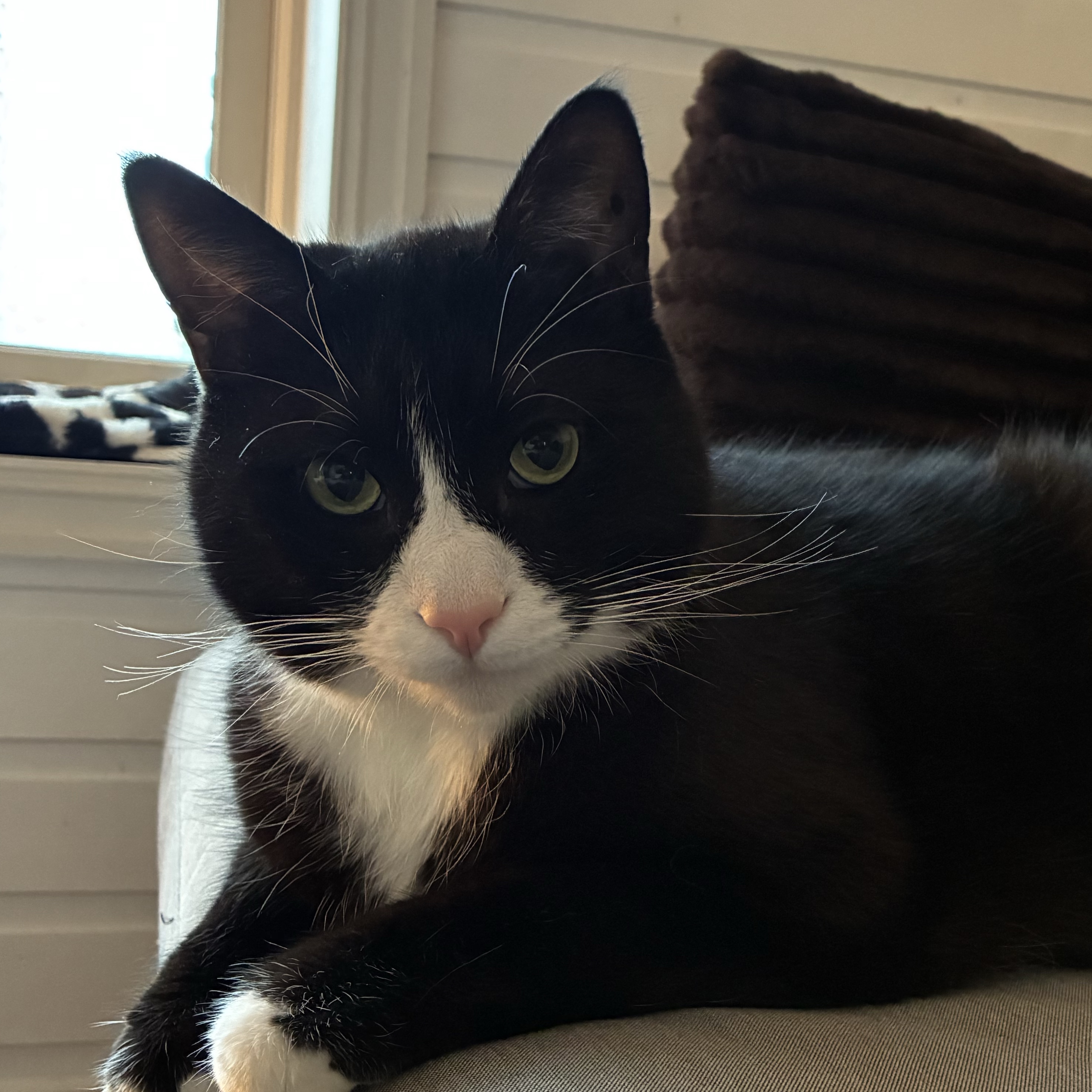 Hector