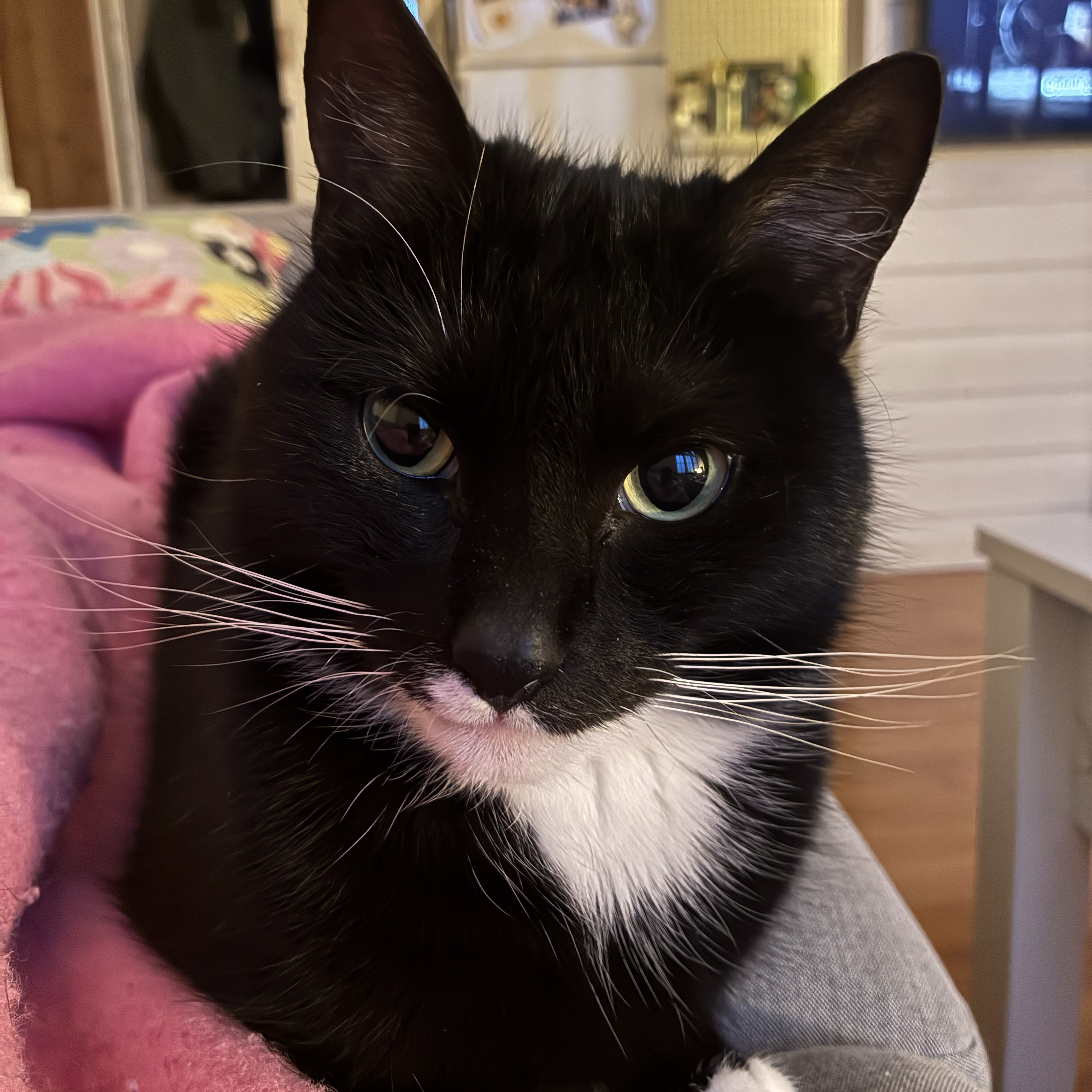 Oscar
