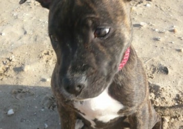Tinkerbelle
