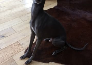 Ares