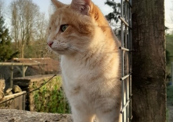 Miki