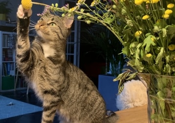 Stella