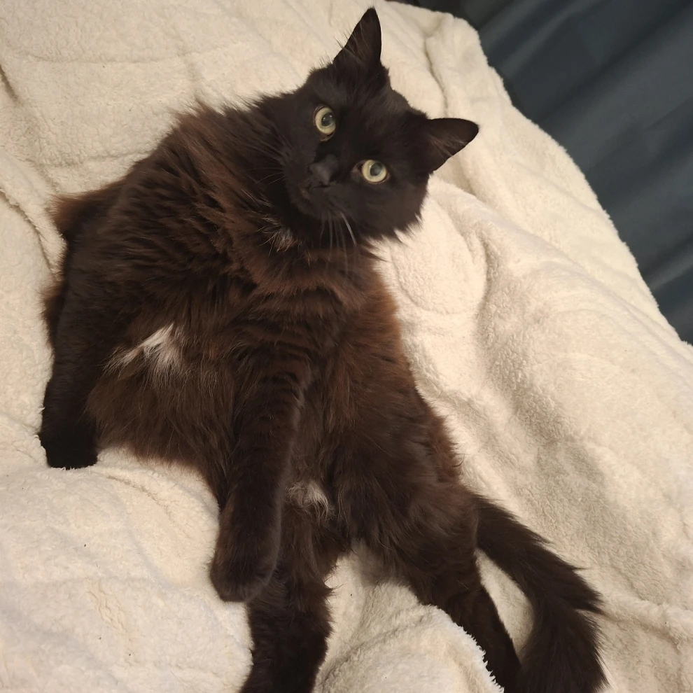 Musti