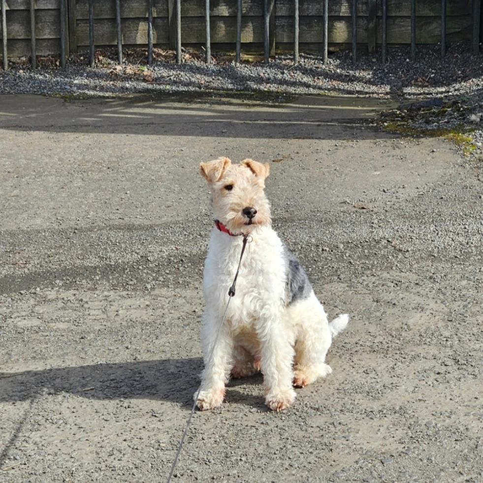 Archie