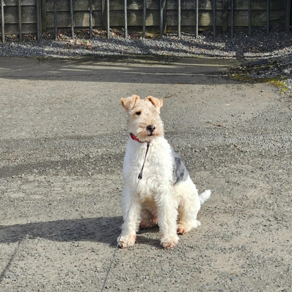 Archie