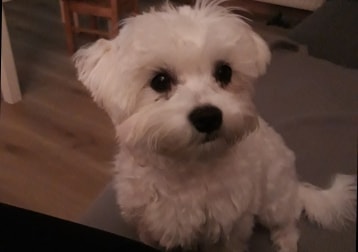 Maya