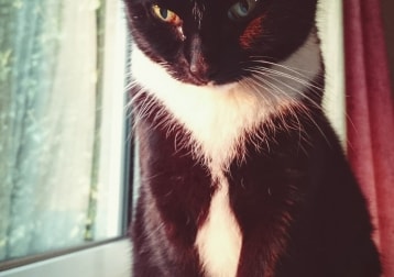 Affy 