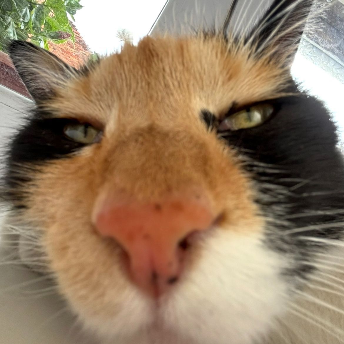 Sanyesz