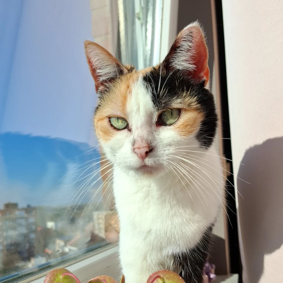 Cannelle