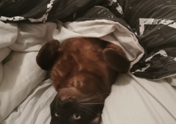 Miaouss