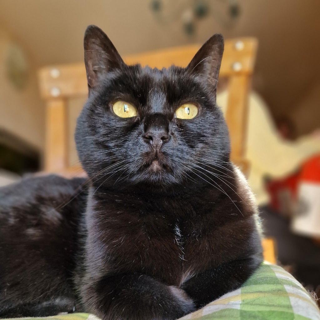 Mimi