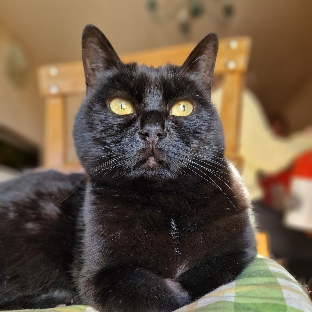 Mimi