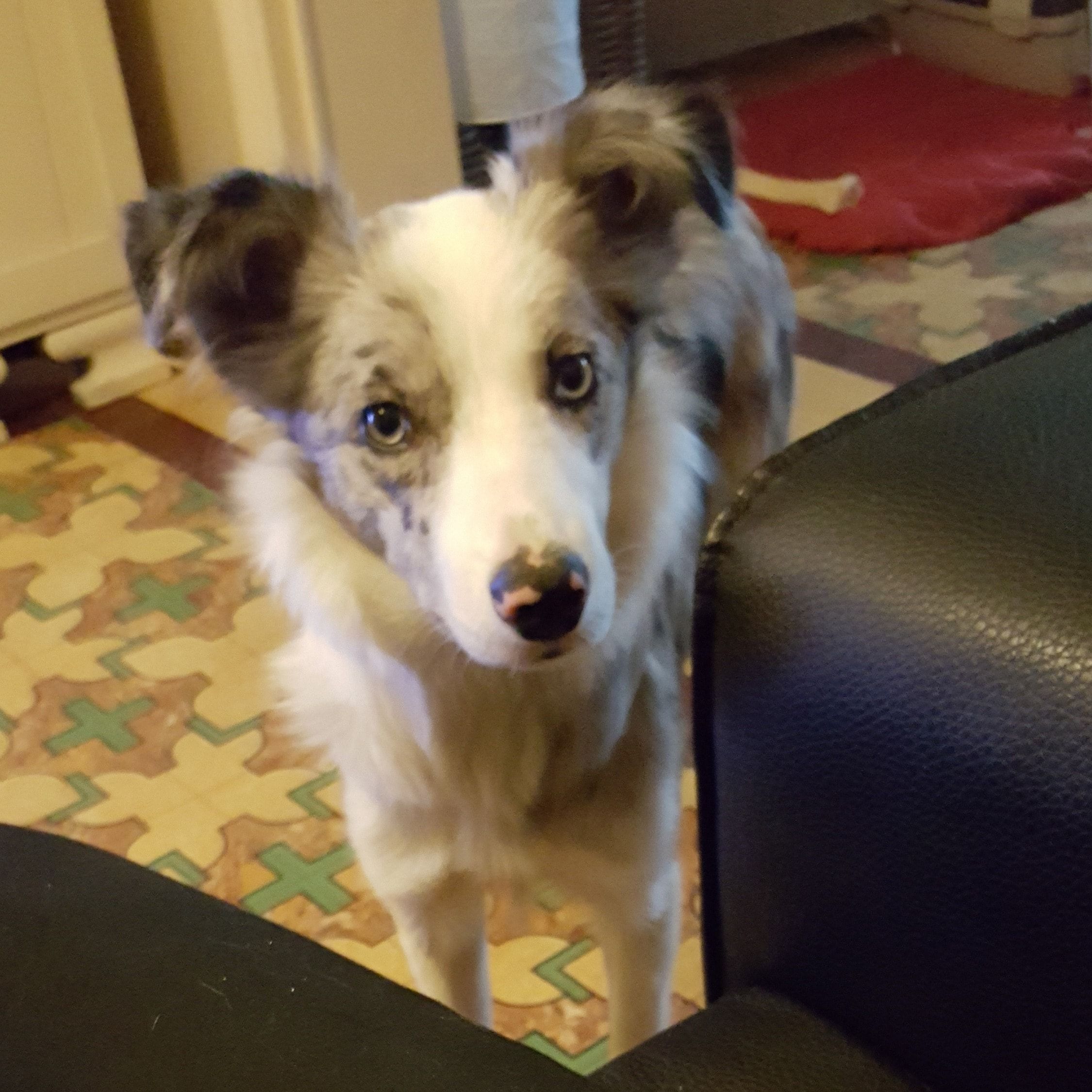 Bo