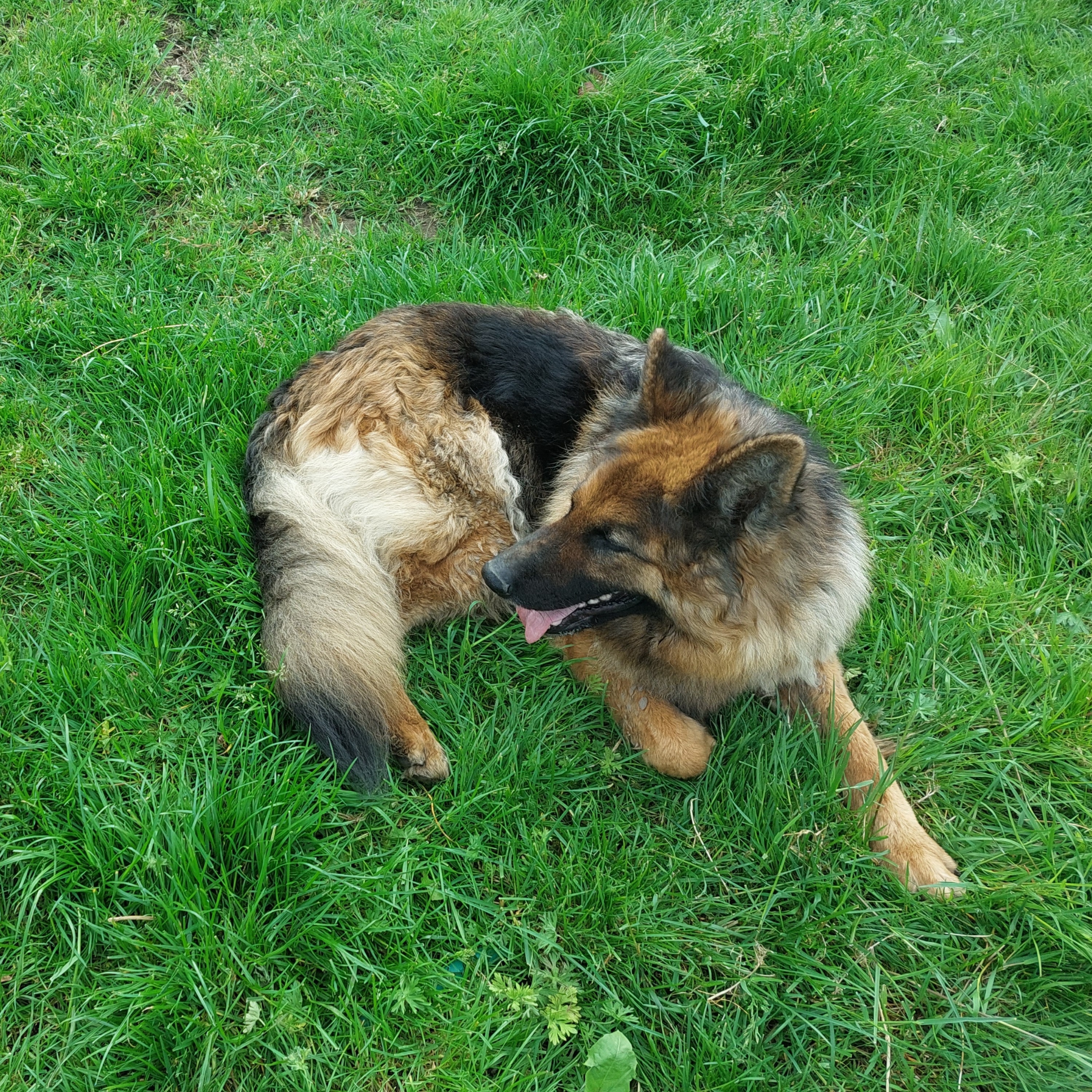 Stella
