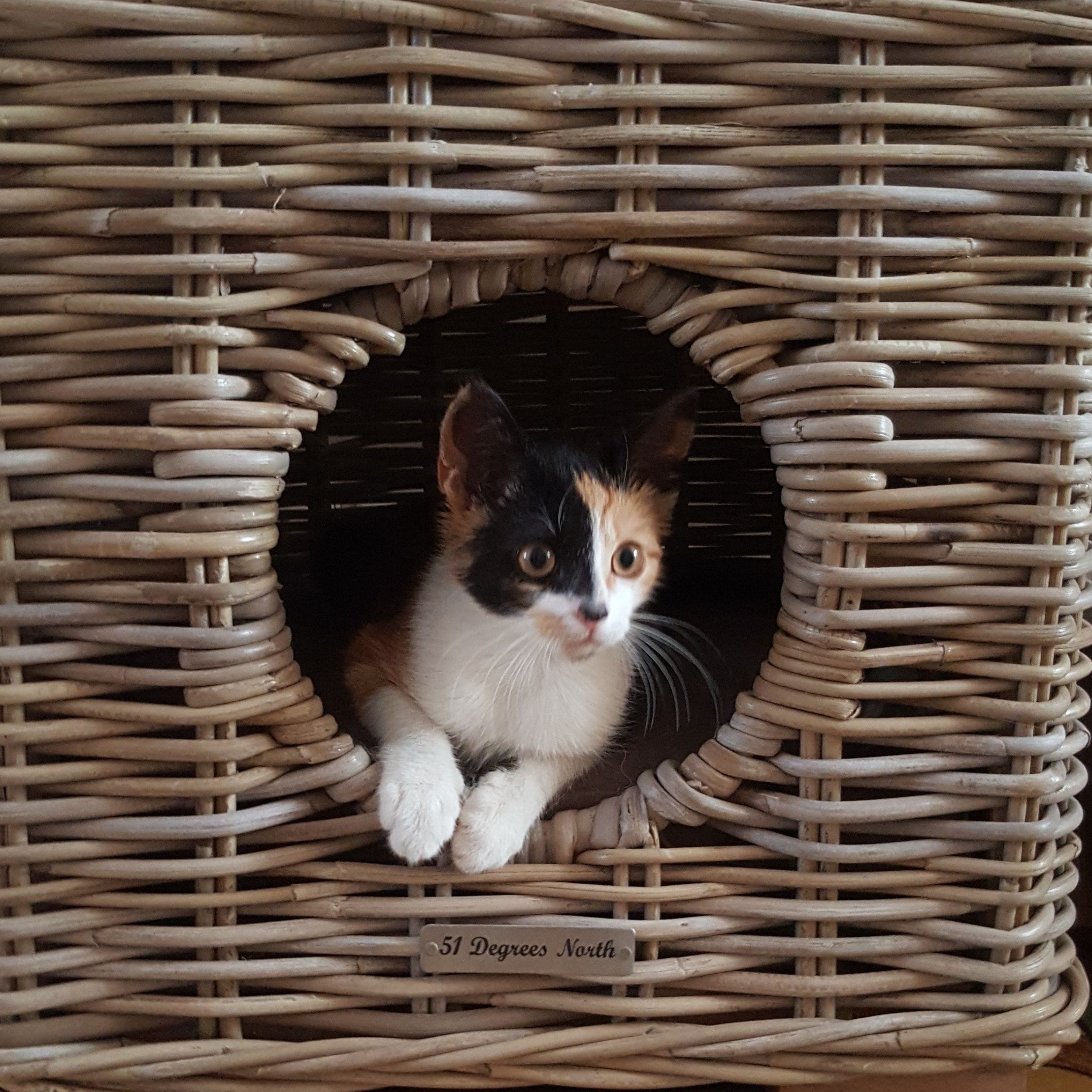 Caramel