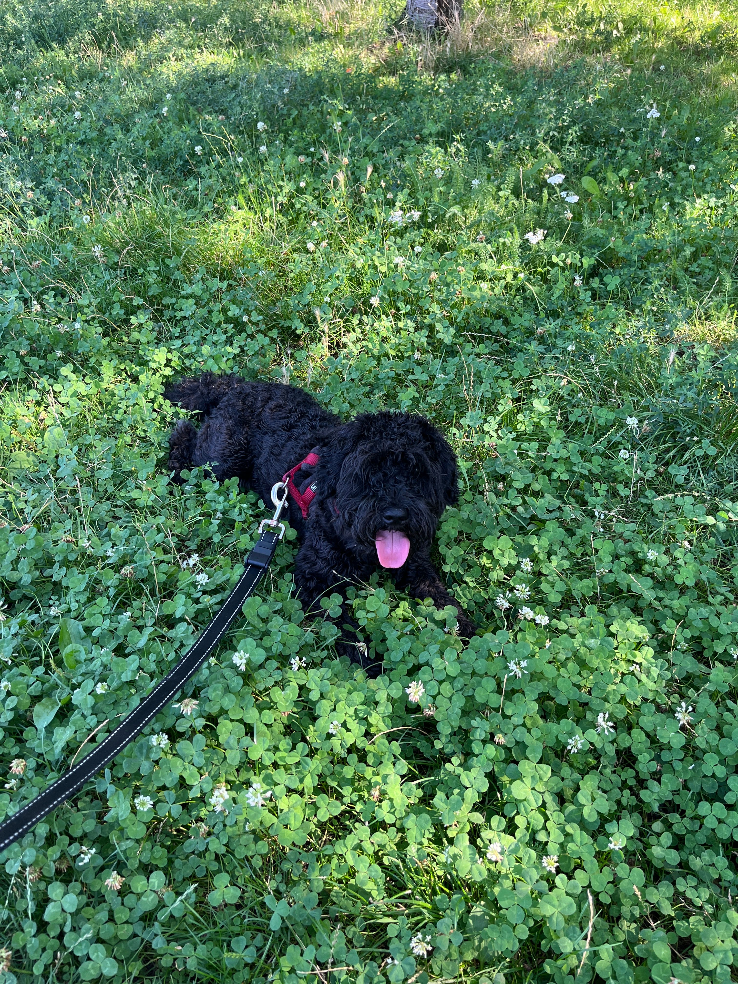 image-5
