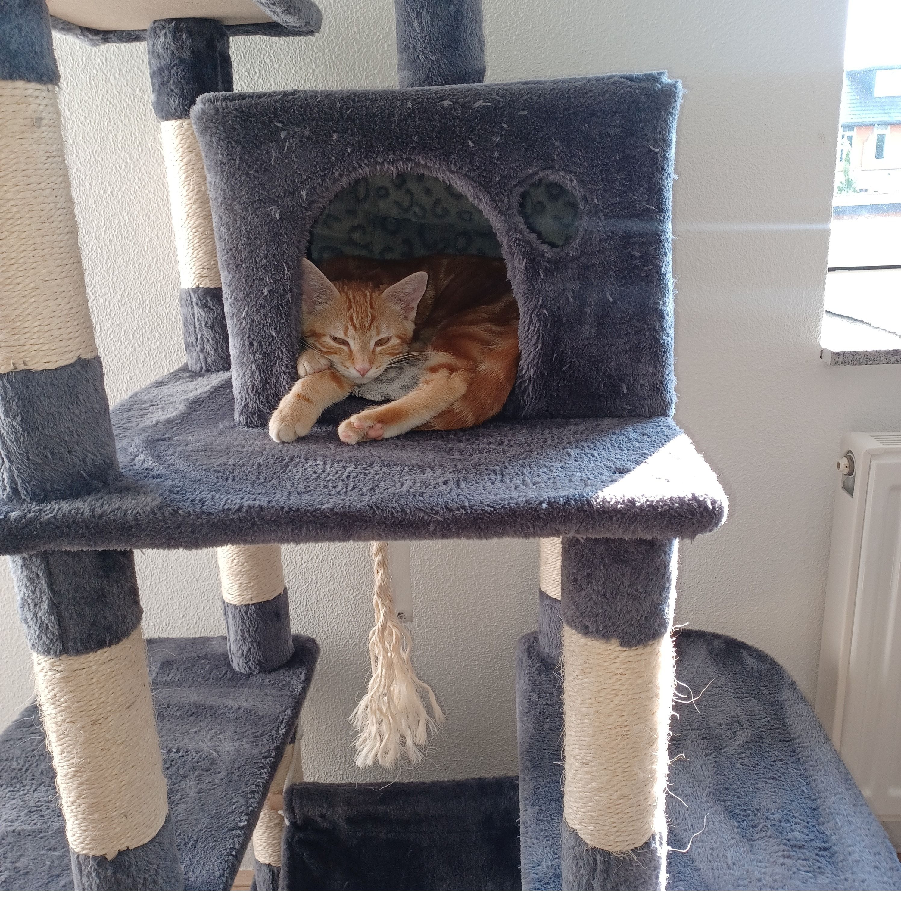 Liva (aka Liva-diva, rooie dakduuvel)