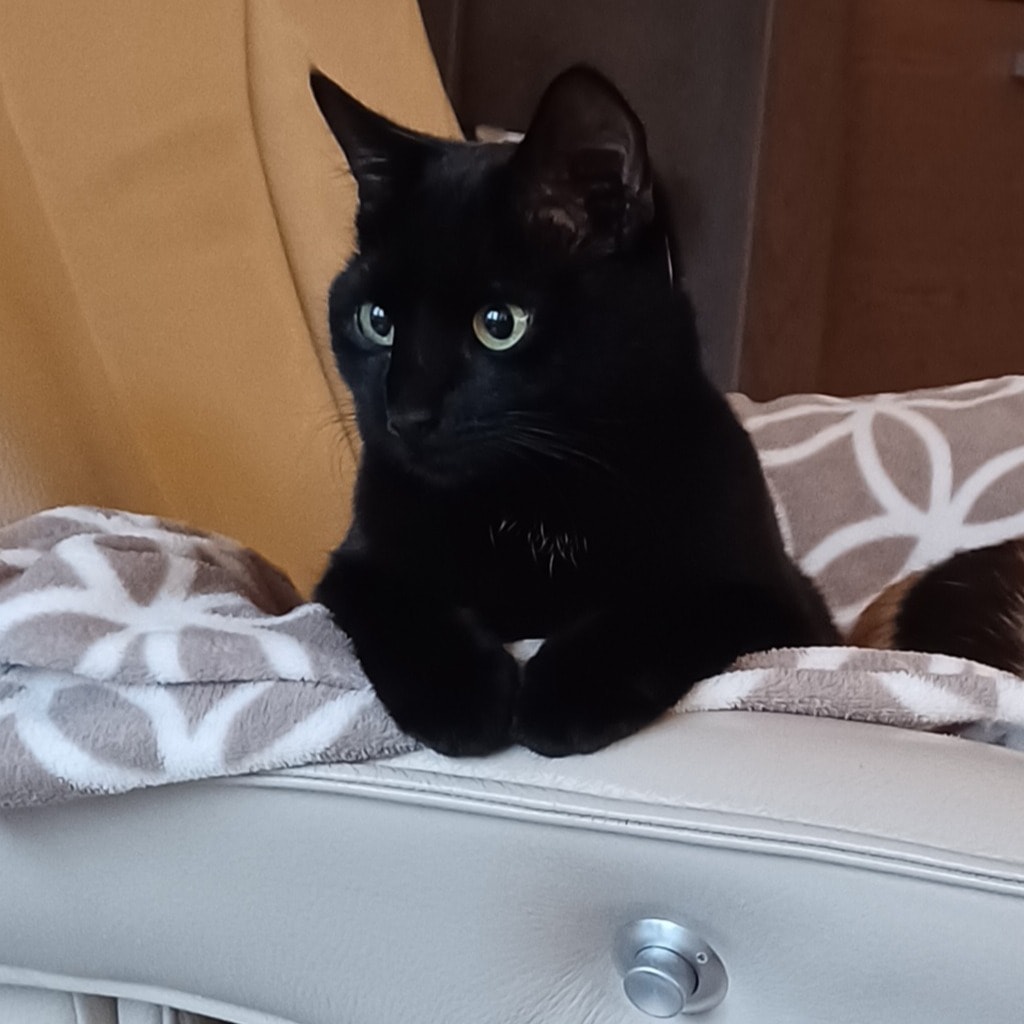 Cosa ( aka Cosicosa, de Zwarte)