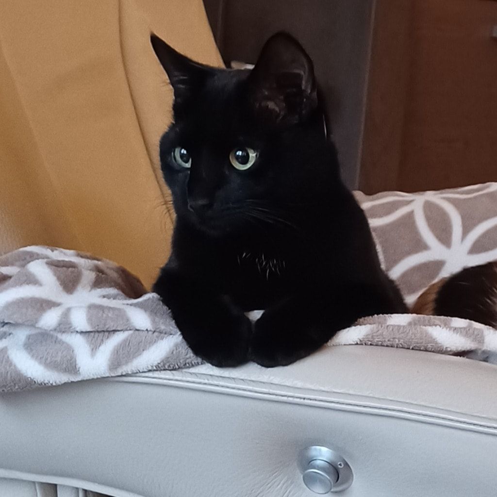 Cosa ( aka Cosicosa, de Zwarte)