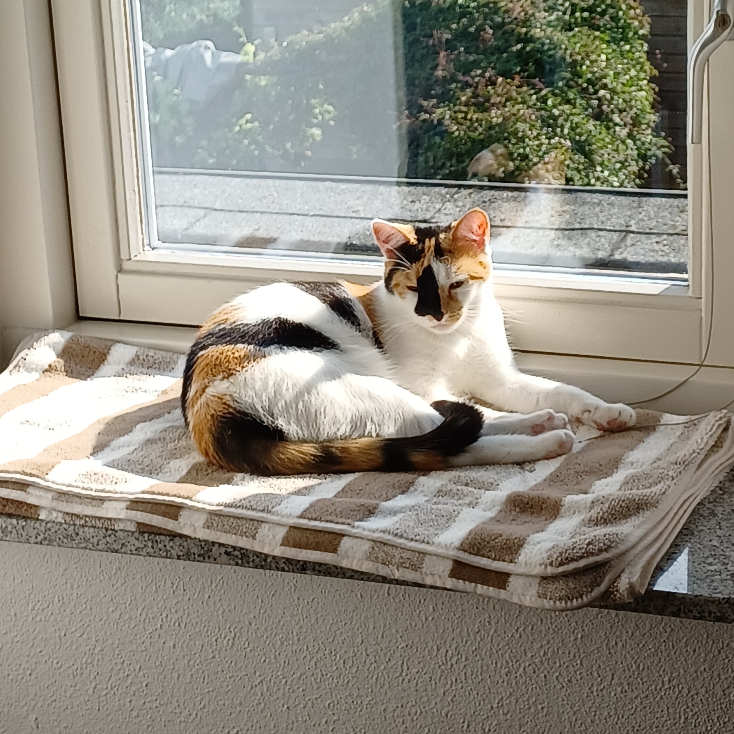 Noeki (aka Snoeki, de Snoekster)