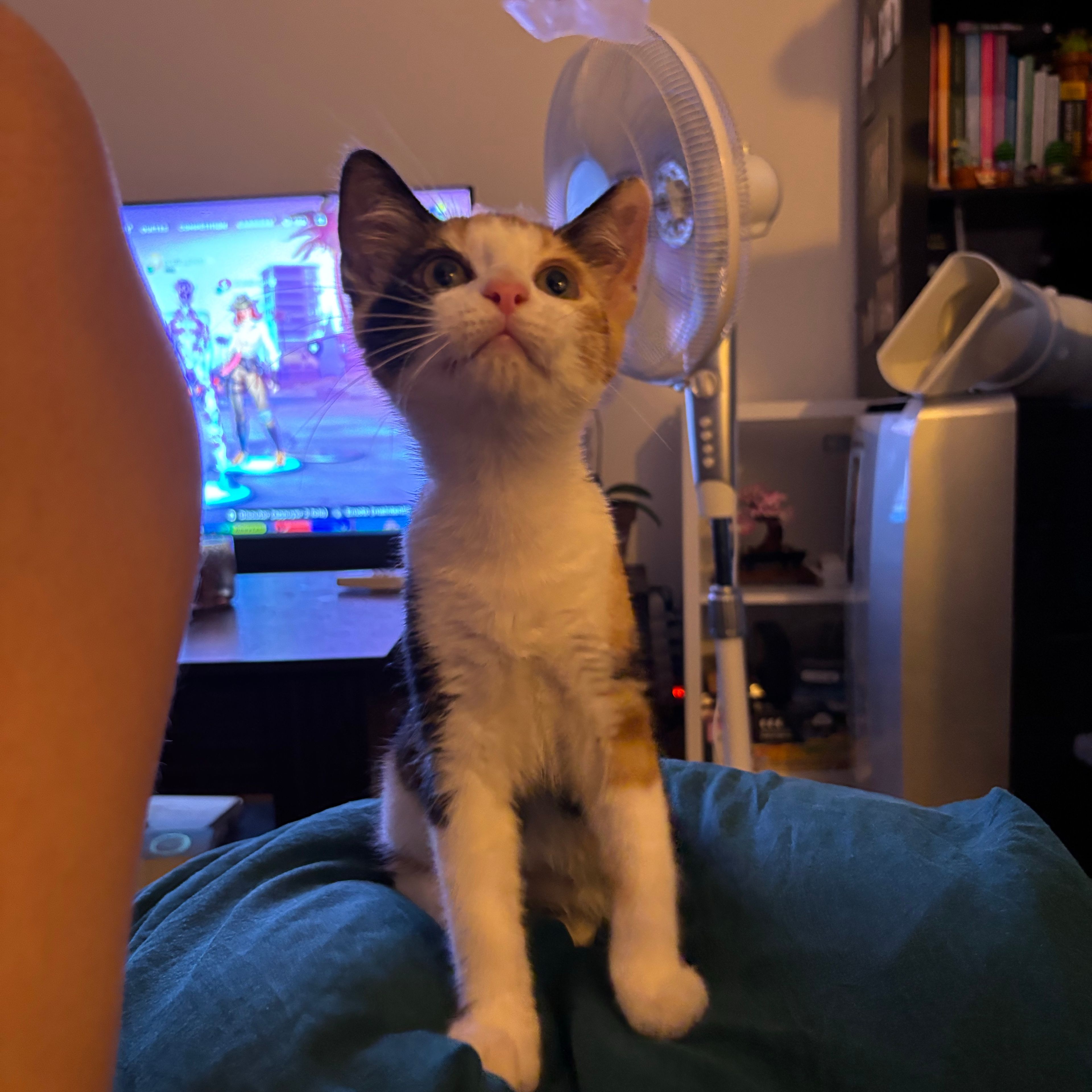 Bao