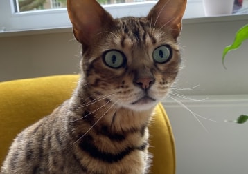 Benji