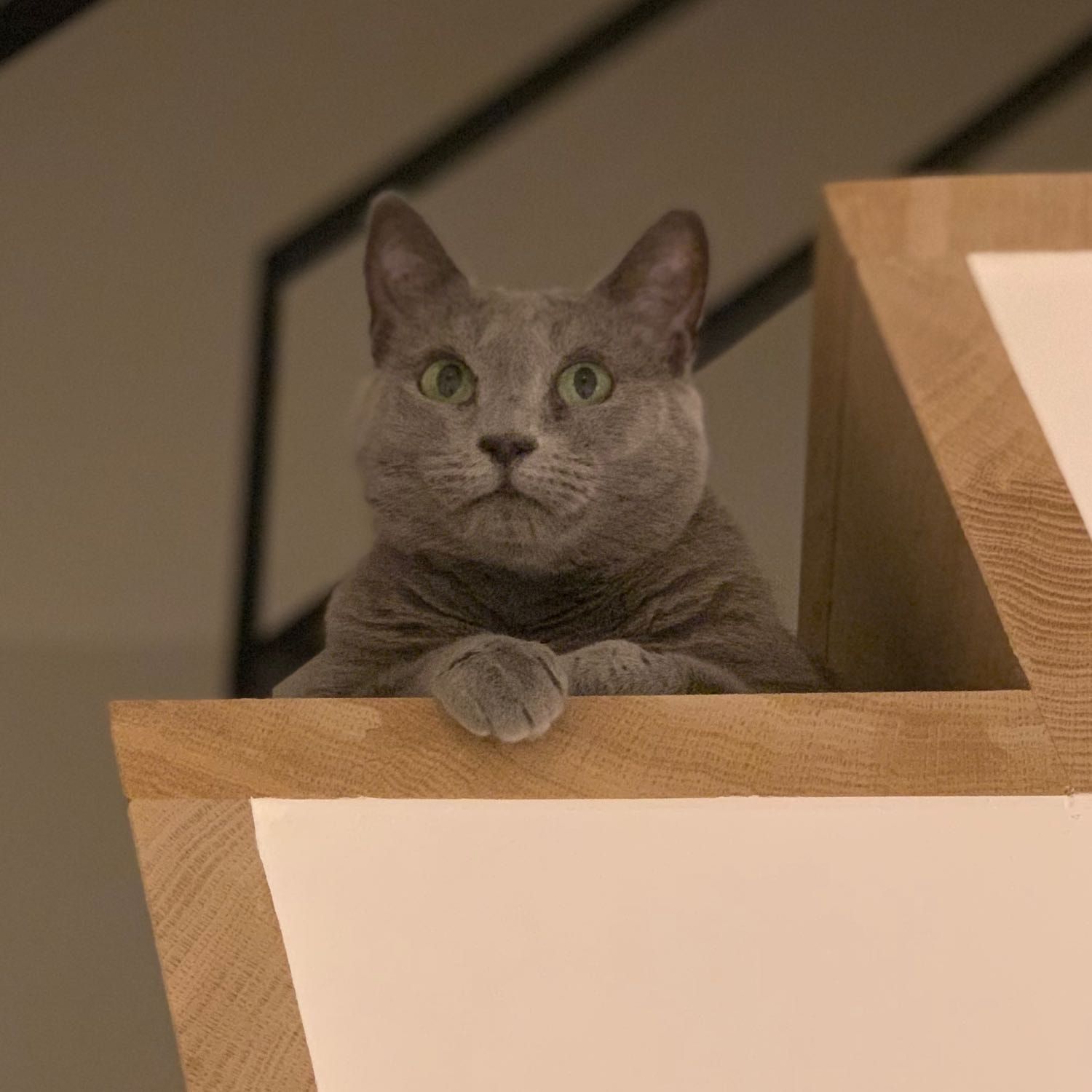 Féline