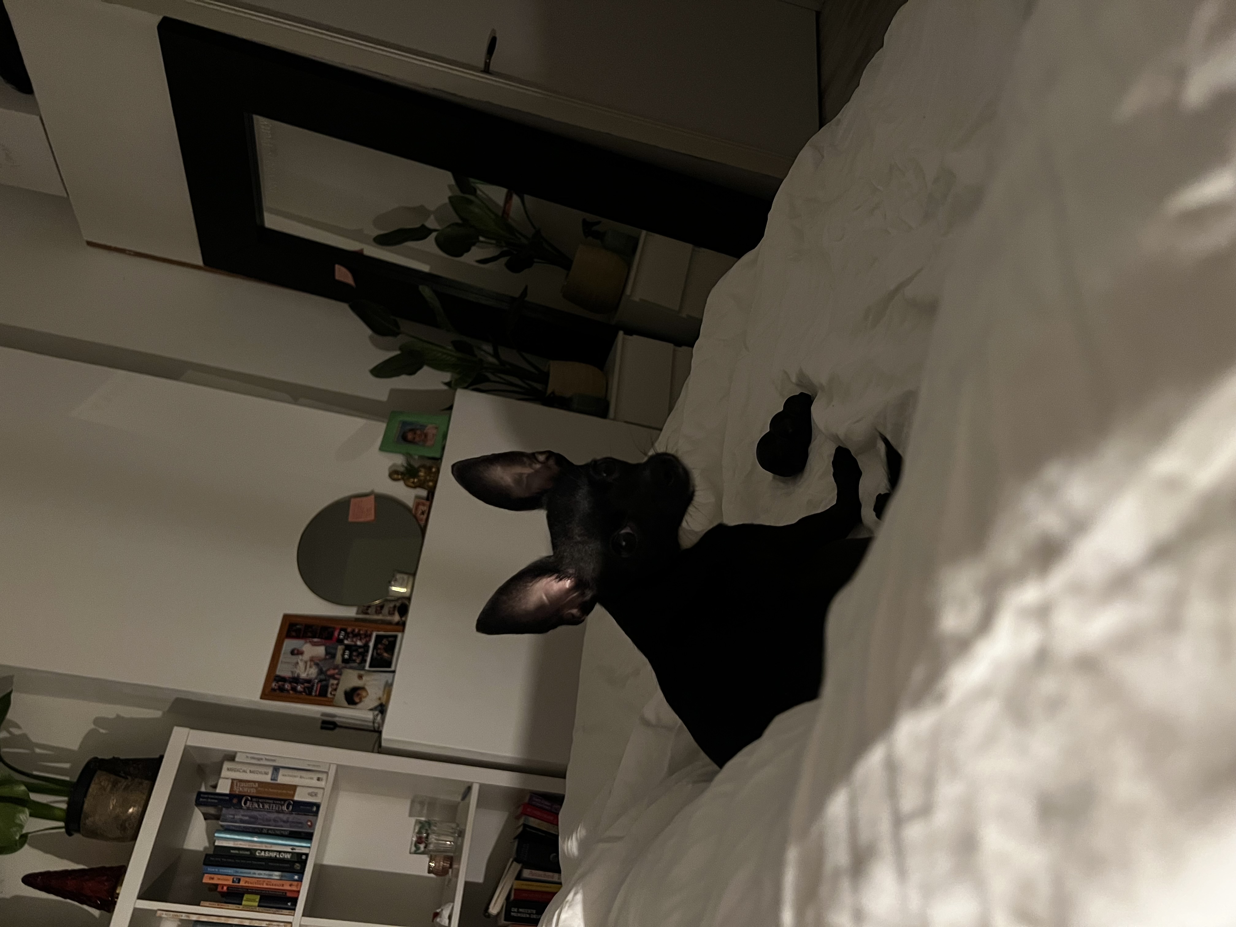 image-8