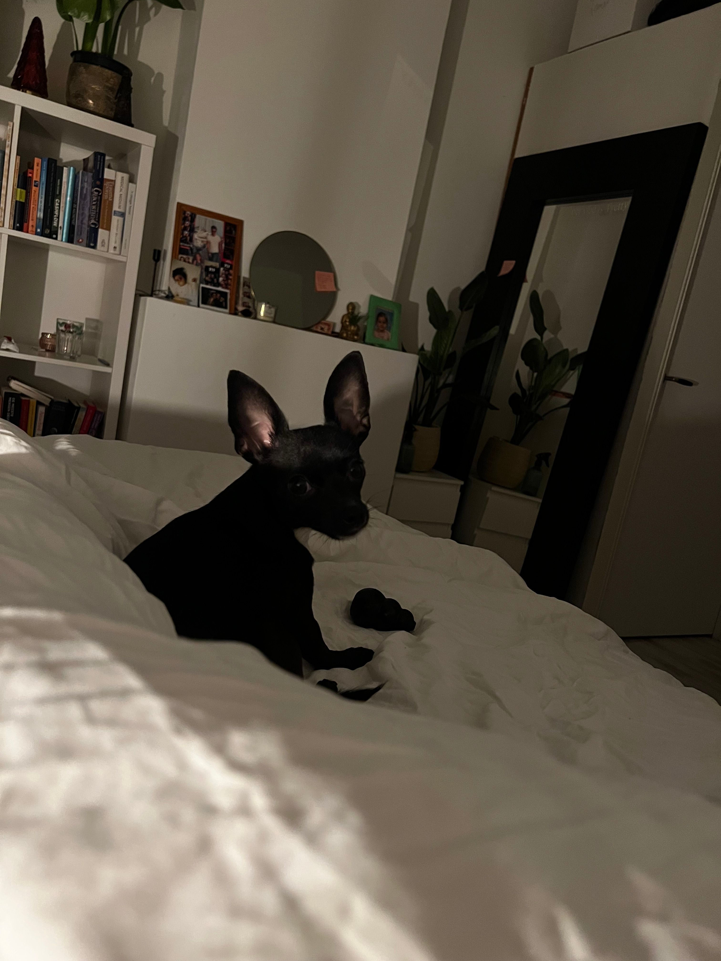 image-8