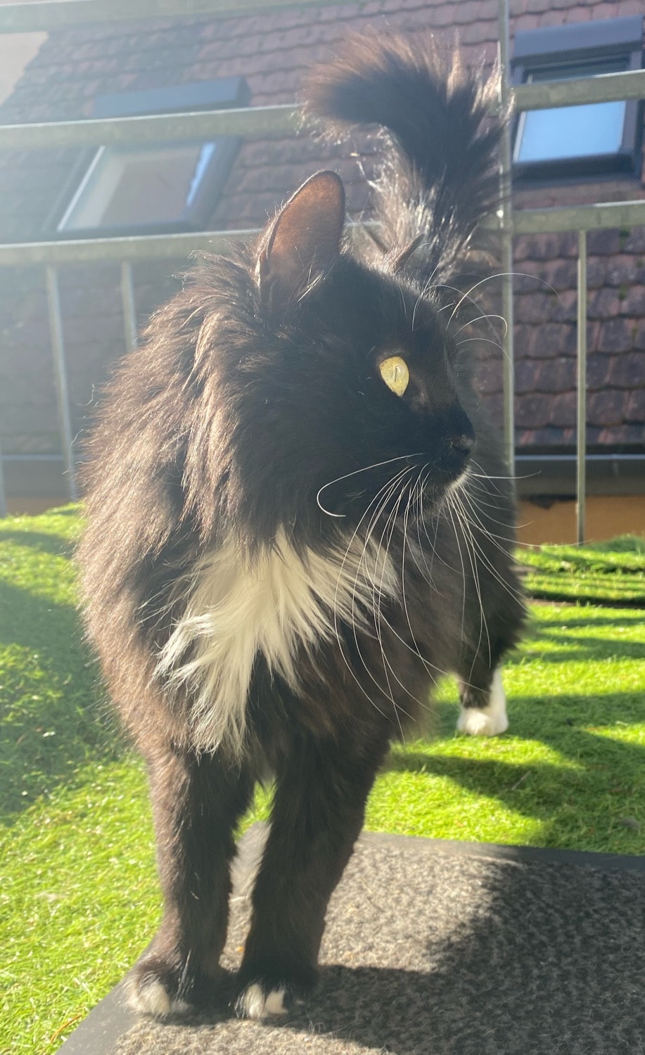Cara